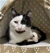 adoptable Cat in , OH named Manny Norton - KBC