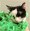 adoptable Cat in , OH named Manny Norton