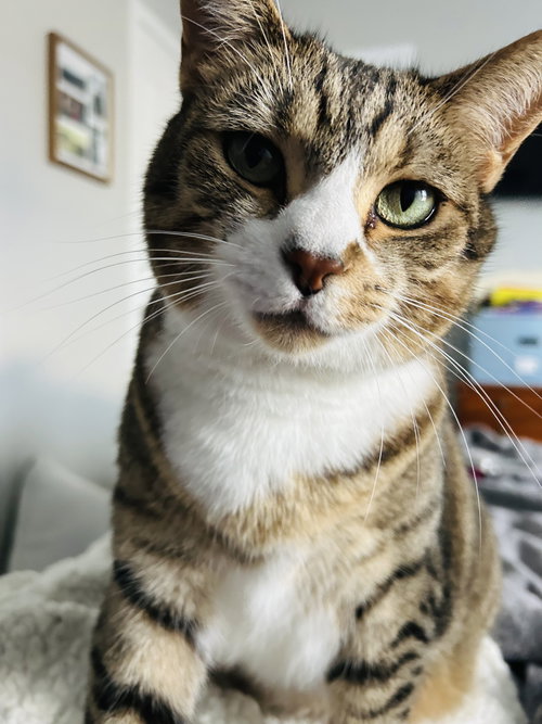 SPRITE - Tabby / Domestic Short Hair available for adoption