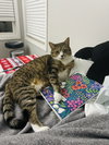 Sprite - Photo 3