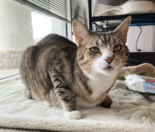 SPRITE - Tabby / Domestic Short Hair available for adoption