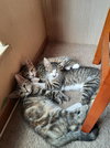 Sprite - Photo 7