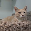 adoptable Cat in Dublin, OH named Berkeley