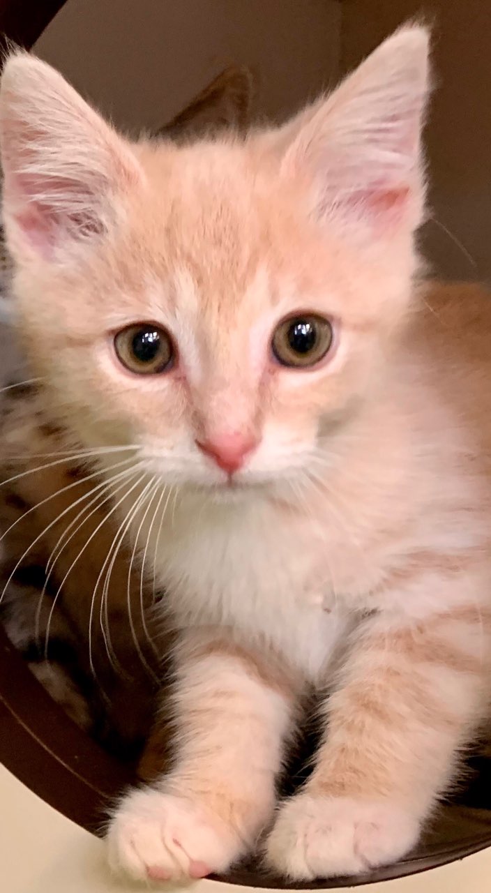 adoptable Cat in Dublin, OH named Berkeley
