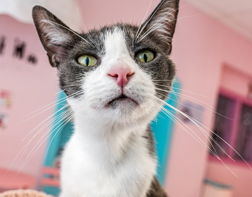 SPENCER - Domestic Short Hair available for adoption