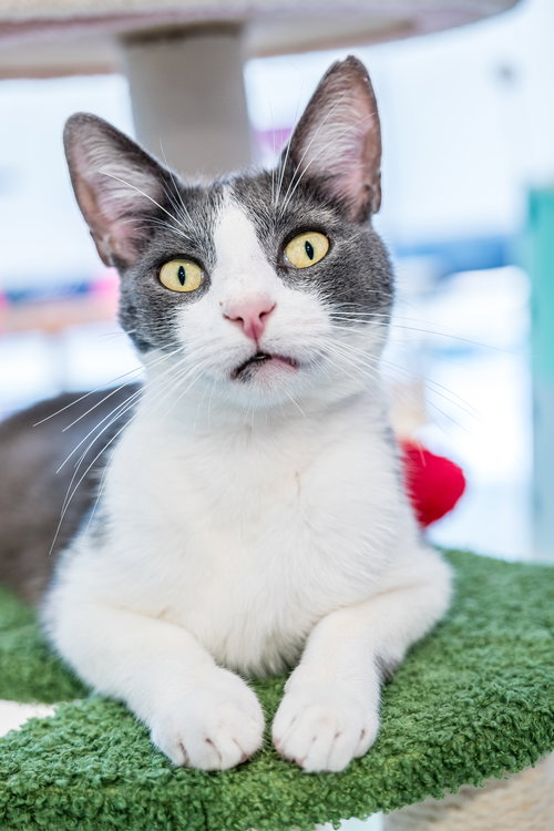 SPENCER - Domestic Short Hair available for adoption