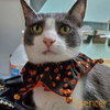 Spencer - Photo 11
