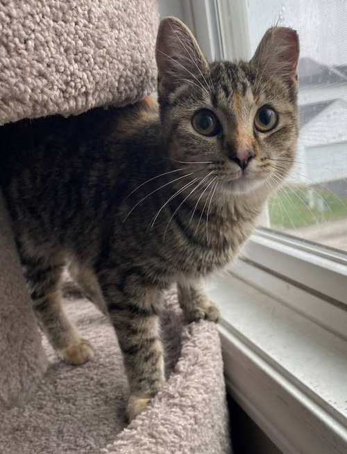 Emory (bonded to Charlene) - KBC, a cat for adoption from Colony Cats (& dogs)