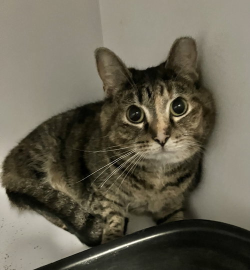 Emory (bonded to Charlene), a cat for adoption from Colony Cats (& dogs)