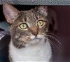 adoptable Cat in columbus, OH named Scribe - KBC