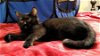 adoptable Cat in columbus, OH named Mosaic - KBC