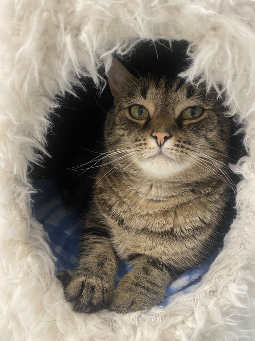 Charlene (bonded to Emory) - KBC, a cat for adoption from Colony Cats (& dogs)