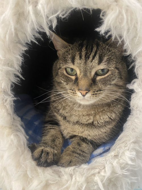 Photo 3 of Charlene (bonded to Emory) - KBC
