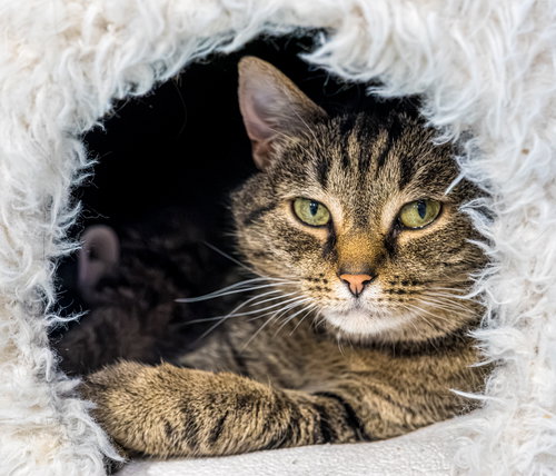 Photo 2 of Charlene (bonded to Emory) - KBC