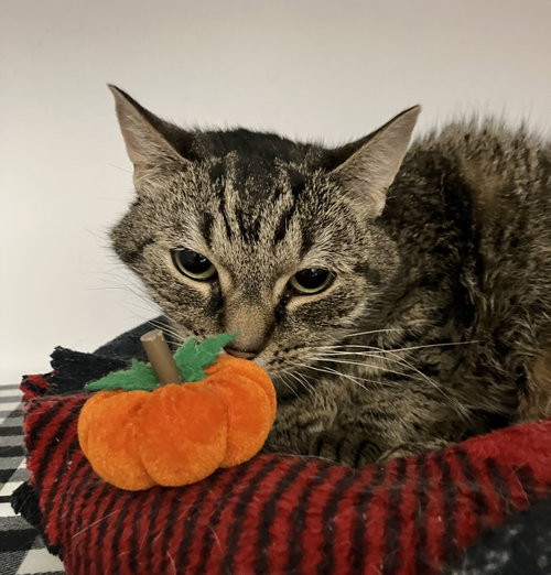 Charlene (bonded to Emory), a cat for adoption from Colony Cats (& dogs)
