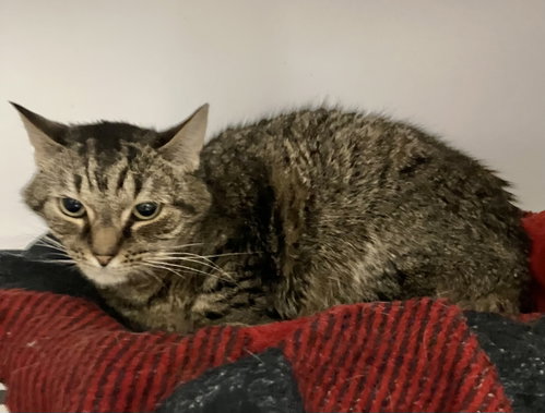 Photo 2 of Charlene (bonded to Emory)