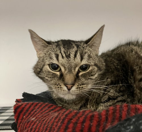Photo 3 of Charlene (bonded to Emory)