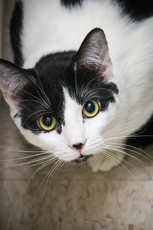 Mr. Moo Kitty, Senior Domestic Short Hair / Mixed (short coat), cat for adoption in Lancaster, Ohio