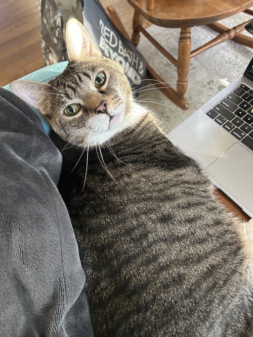 PHIL - Domestic Short Hair / Tabby available for adoption