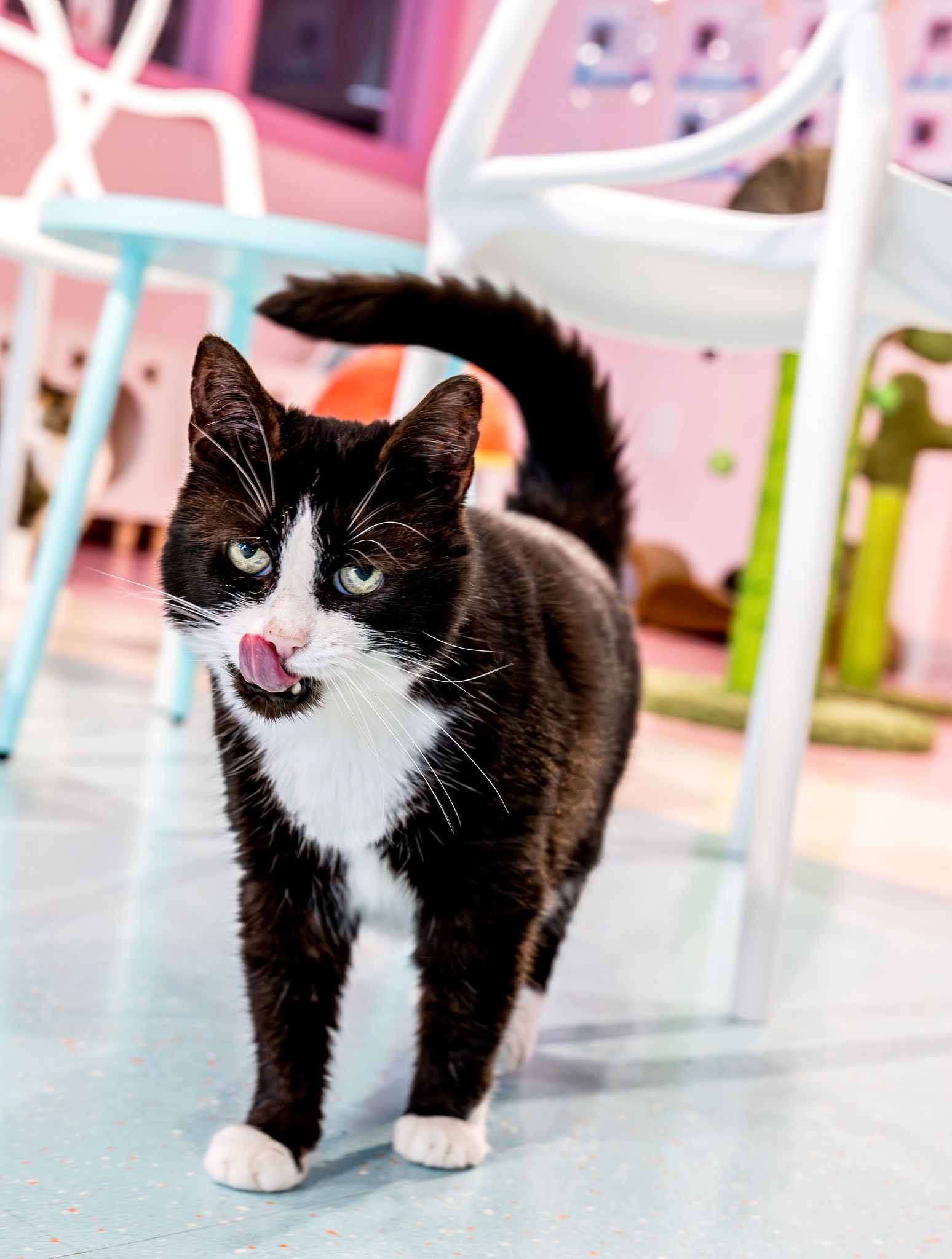 adoptable Cat in Columbus, OH named Bobby Boots - KBC