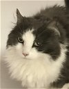 adoptable Cat in dublin, OH named Aubree