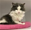 adoptable Cat in dublin, OH named Aubree