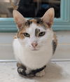 adoptable Cat in Dublin, OH named Nala