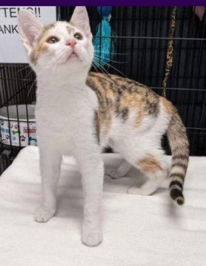 adoptable Cat in Dublin, OH named Nala