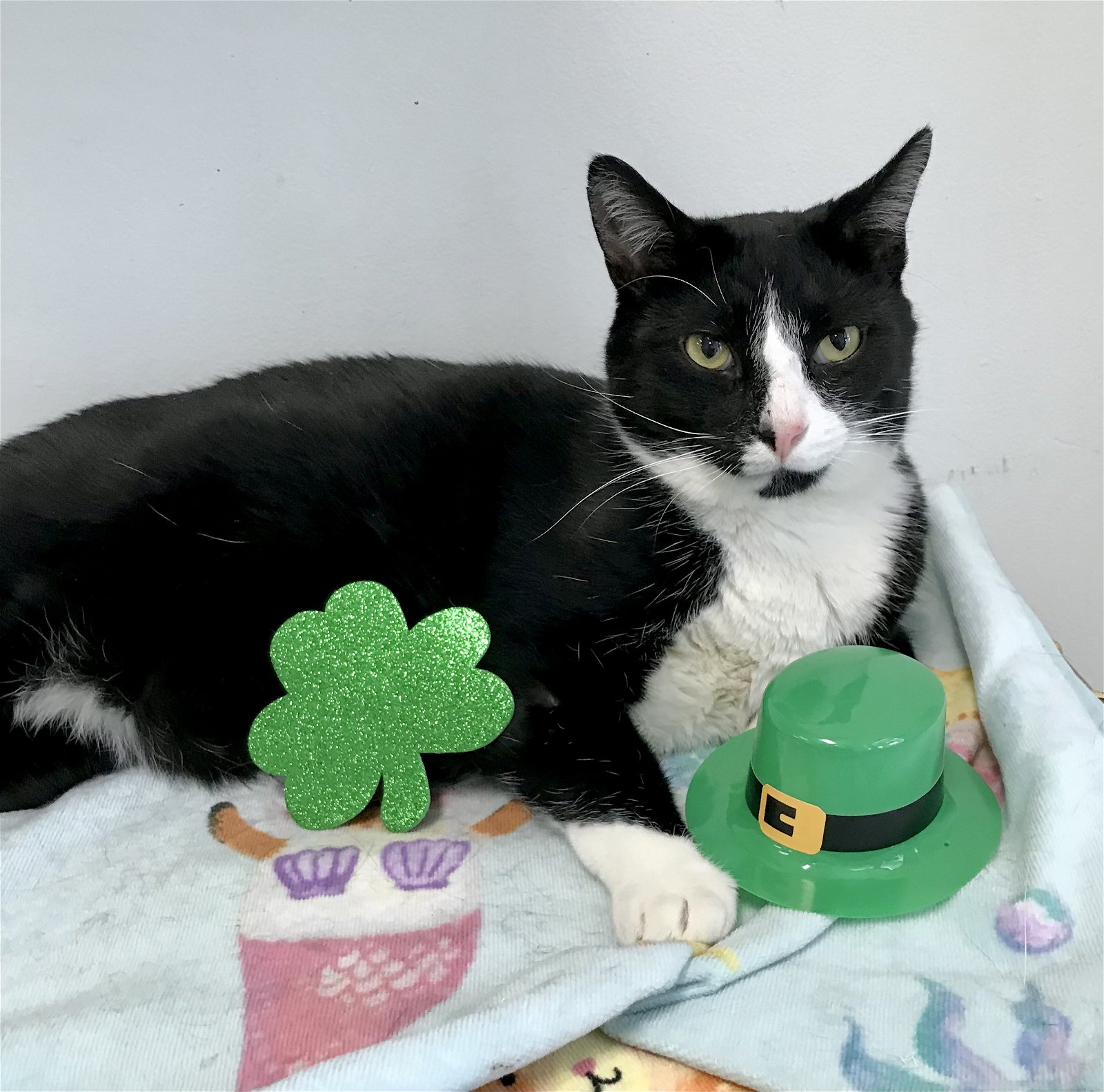 adoptable Cat in Dublin, OH named Dover