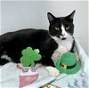 adoptable Cat in dublin, OH named Dover