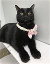 adoptable Cat in dublin, OH named Vega