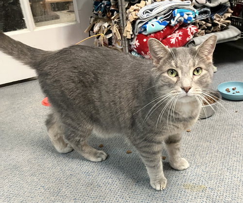Montana, Adult Tabby / Domestic Short Hair / Mixed (short coat), cat for adoption in Lancaster, Ohio
