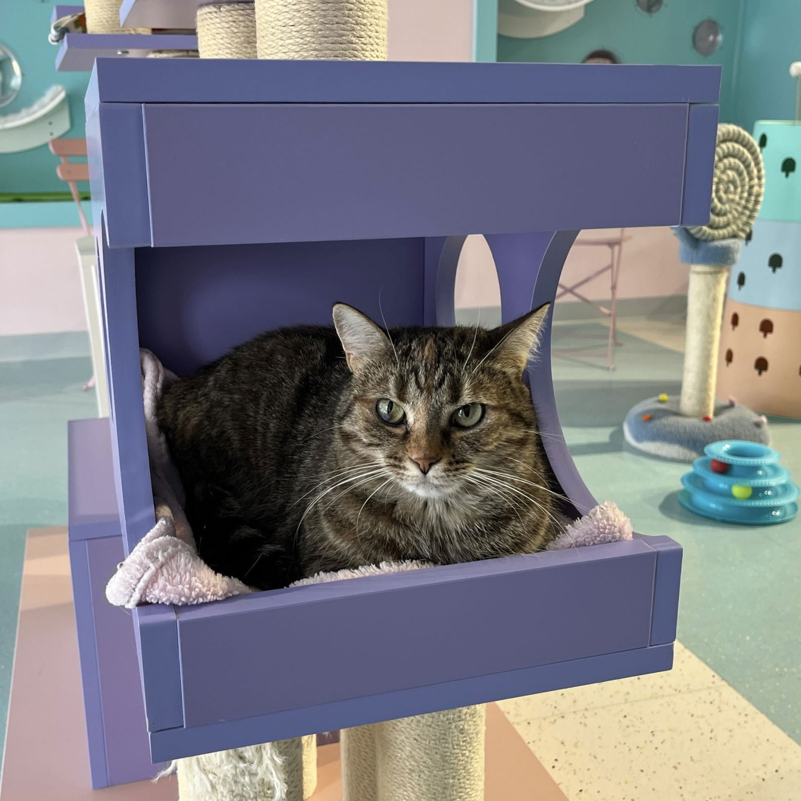 adoptable Cat in Columbus, OH named Raelle - KBC