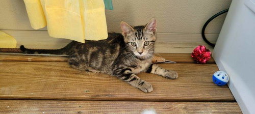 Ivy, a cat for adoption from Colony Cats (& dogs)