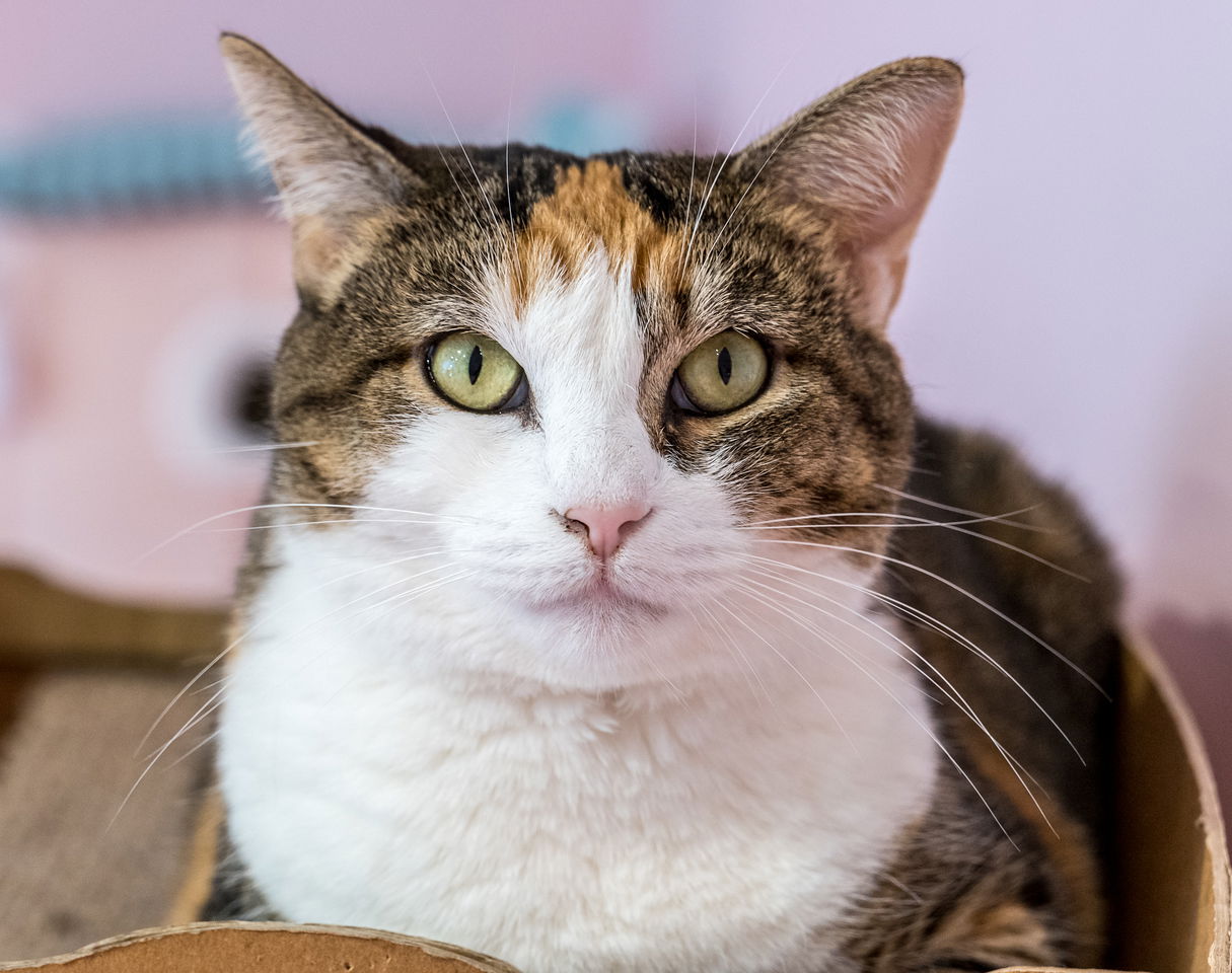 adoptable Cat in Columbus, OH named Tish - KBC