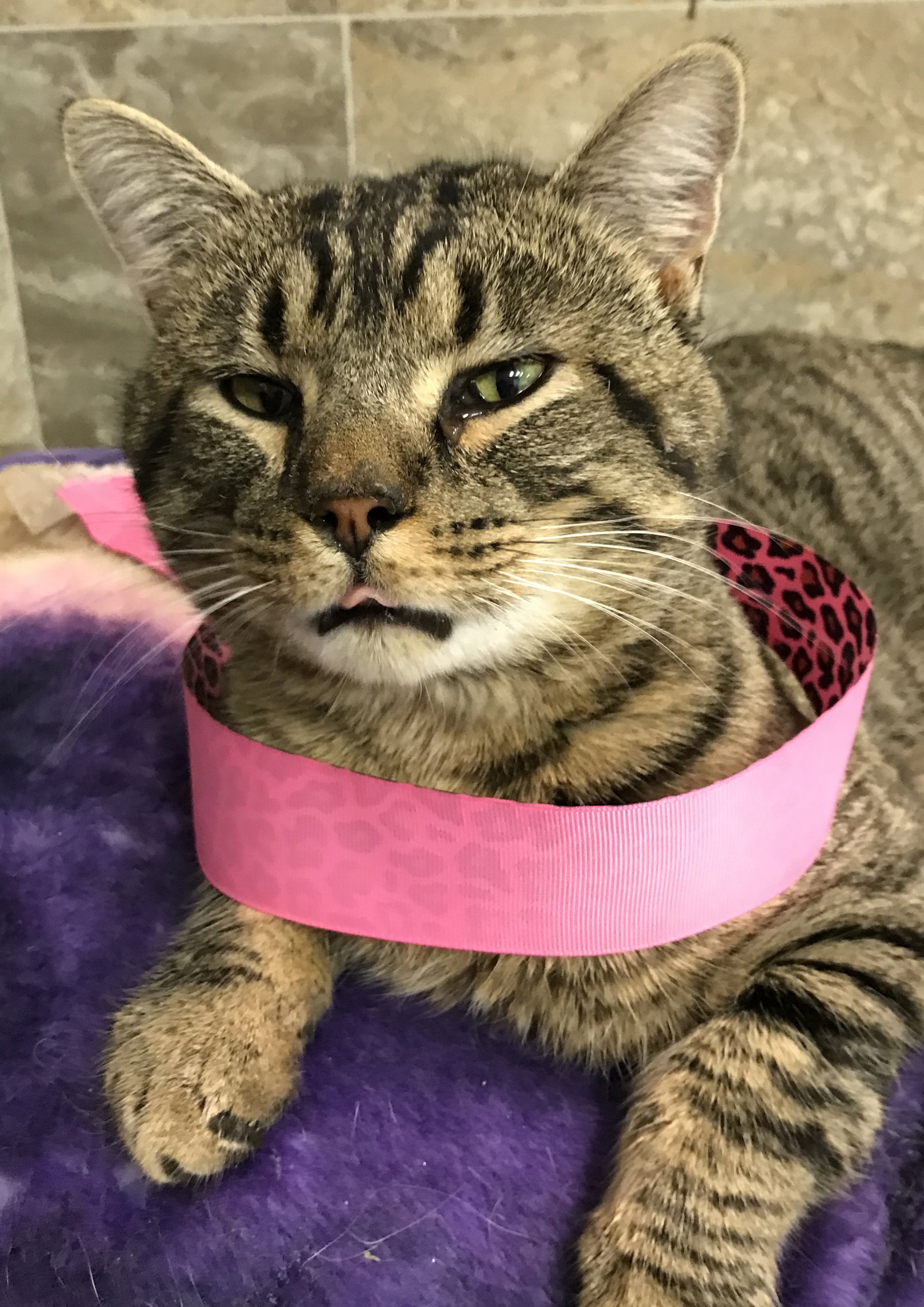 Cats for Adoption in Springfield, Ohio Alpha Paw
