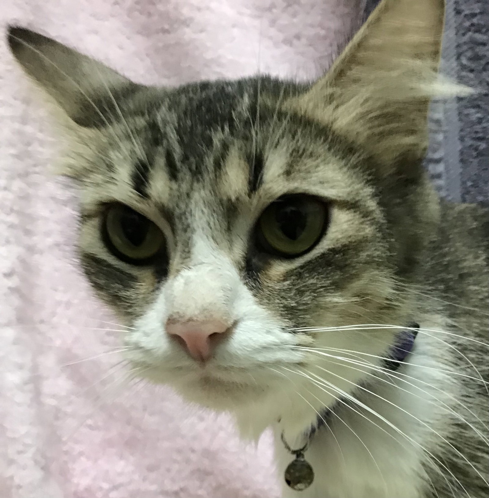 Cats for Adoption in Columbus, Ohio Alpha Paw