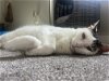 adoptable Cat in dublin, OH named Igor