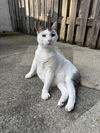 adoptable Cat in Dublin, OH named Igor