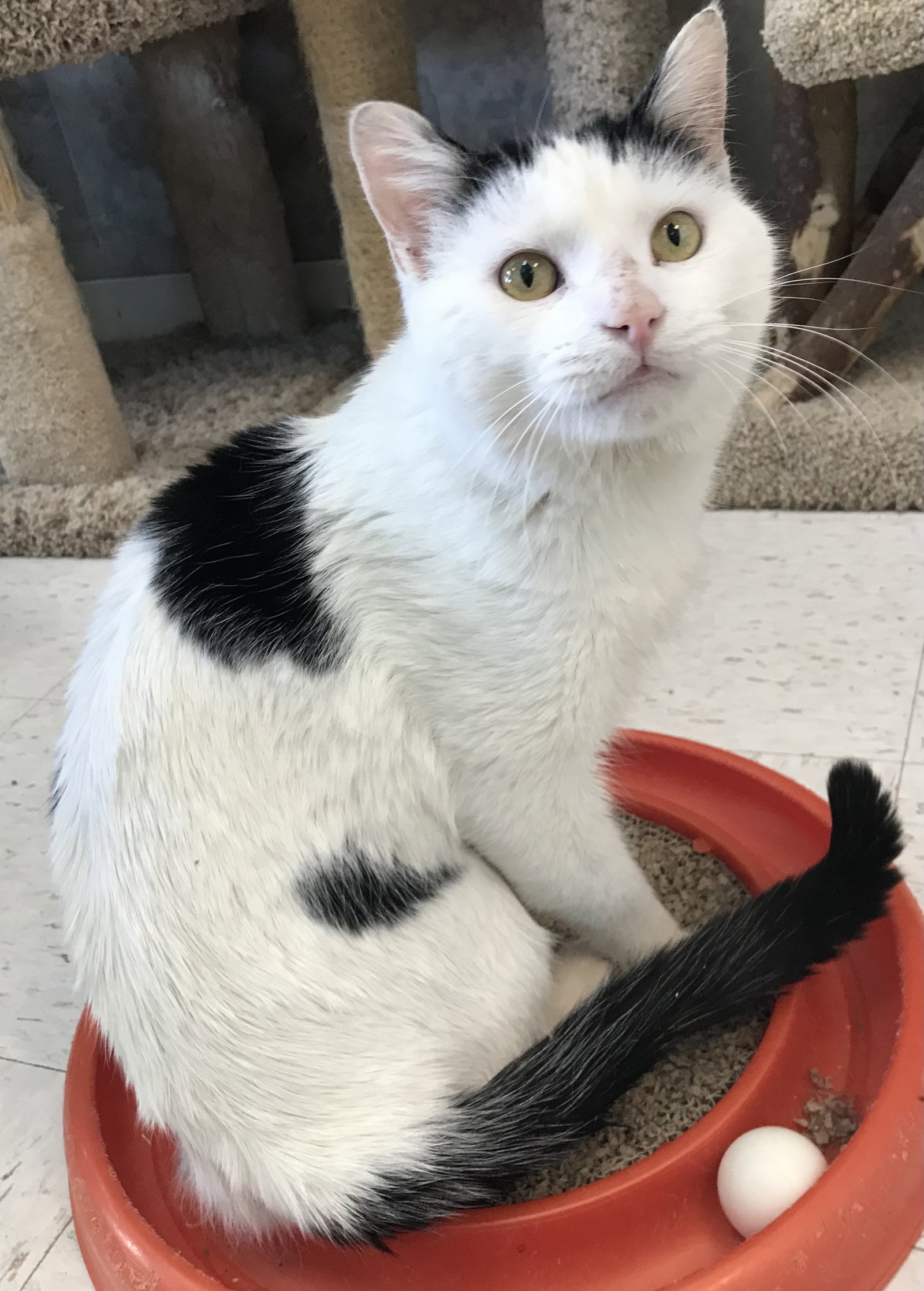 Cats for Adoption in Crystal Lakes, Ohio Alpha Paw