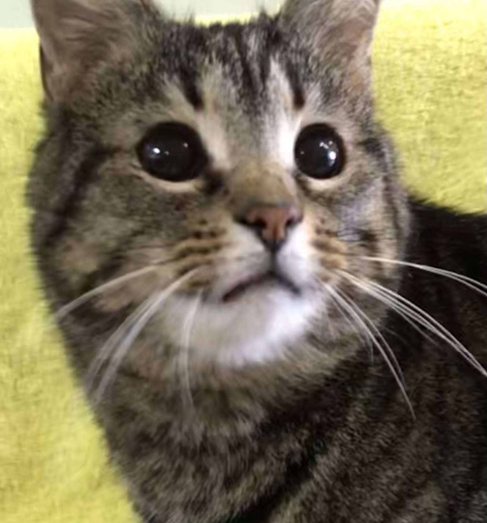 Cats for Adoption in Lancaster, Ohio Alpha Paw