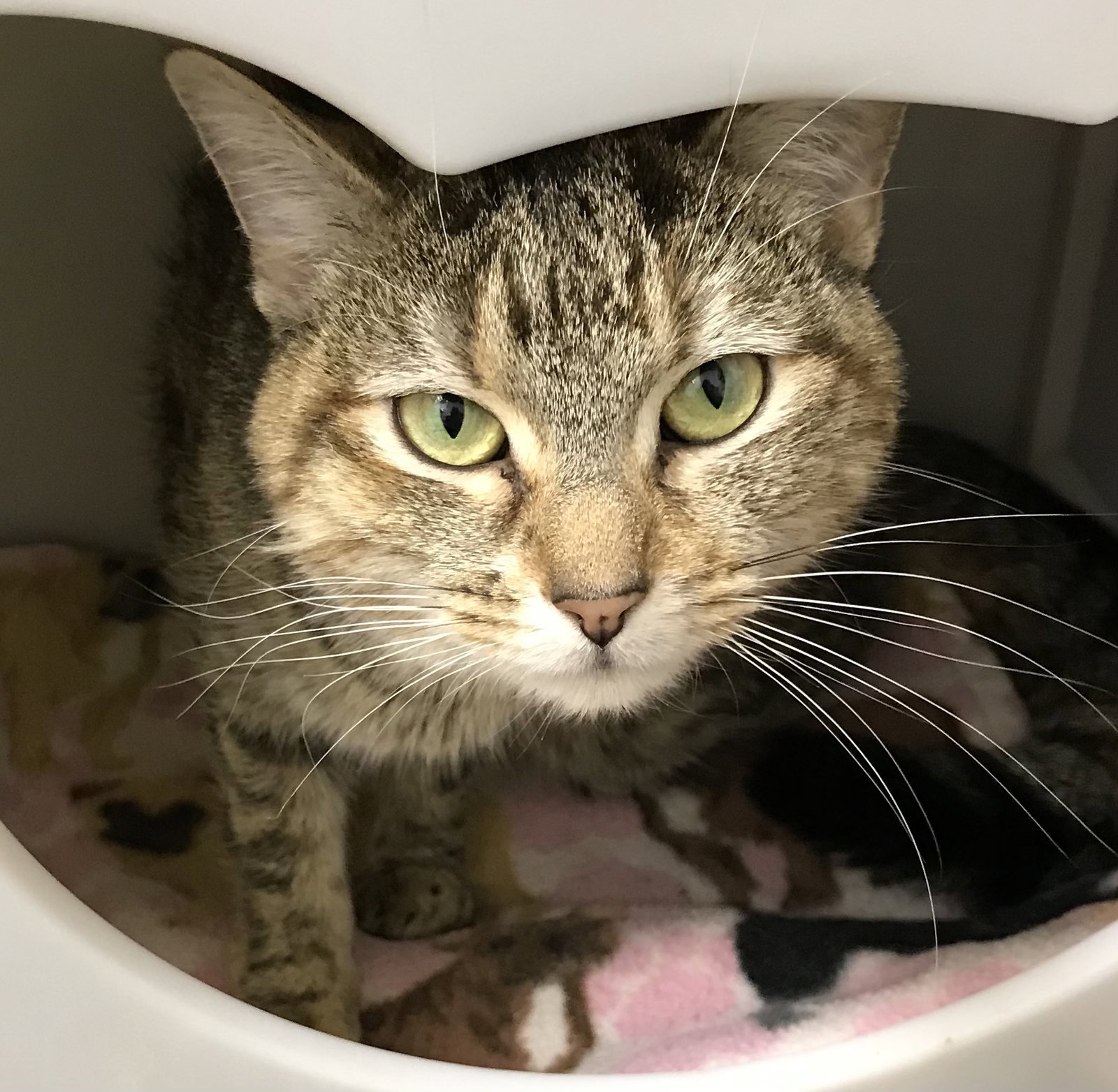 Cats for Adoption in Sunbury, Ohio Alpha Paw