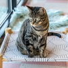 adoptable Cat in Columbus, OH named Betty Crocker - KBC