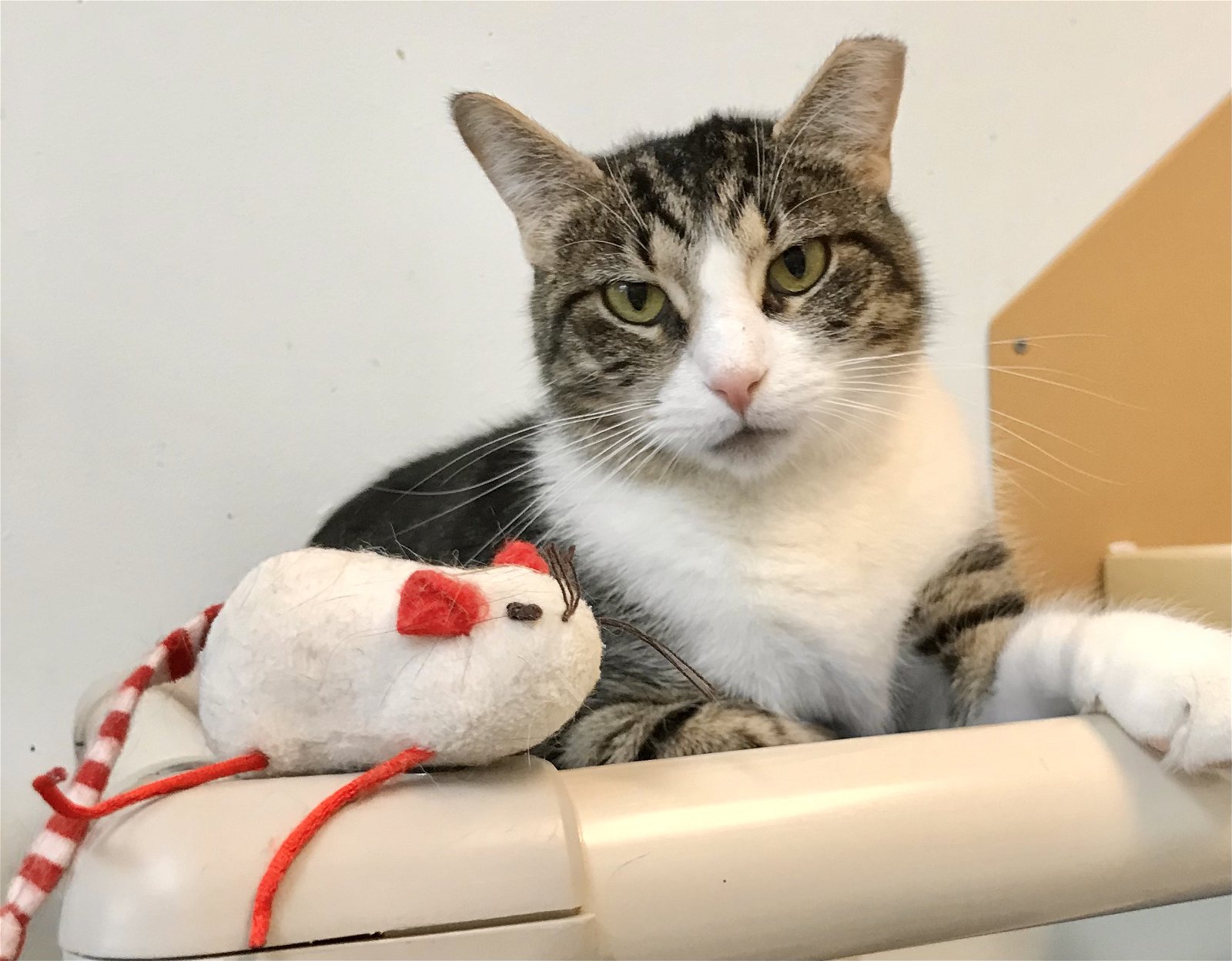 adoptable Cat in Dublin, OH named April-May