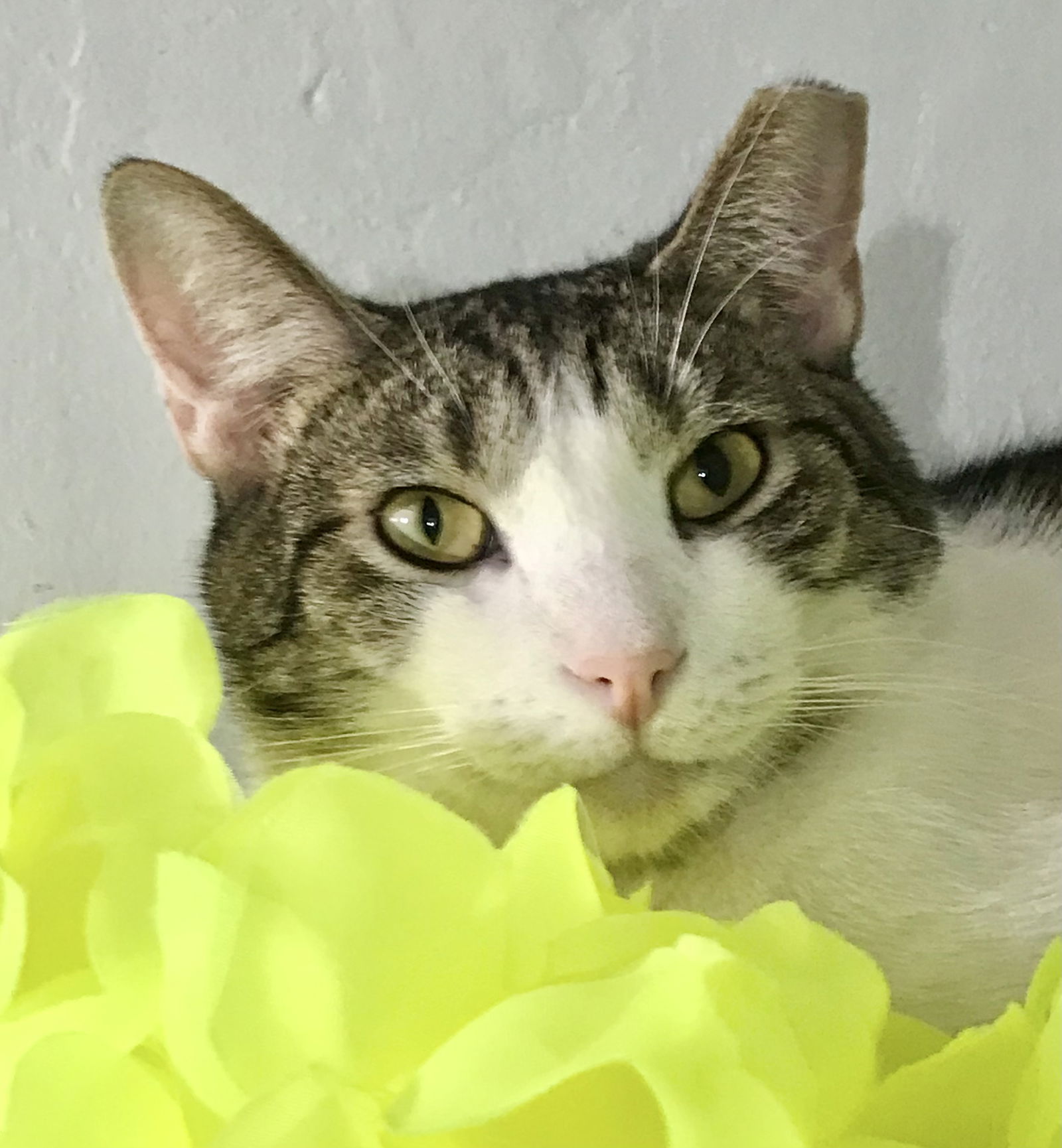 adoptable Cat in Dublin, OH named Maximillian