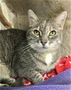 adoptable Cat in , OH named Lilith