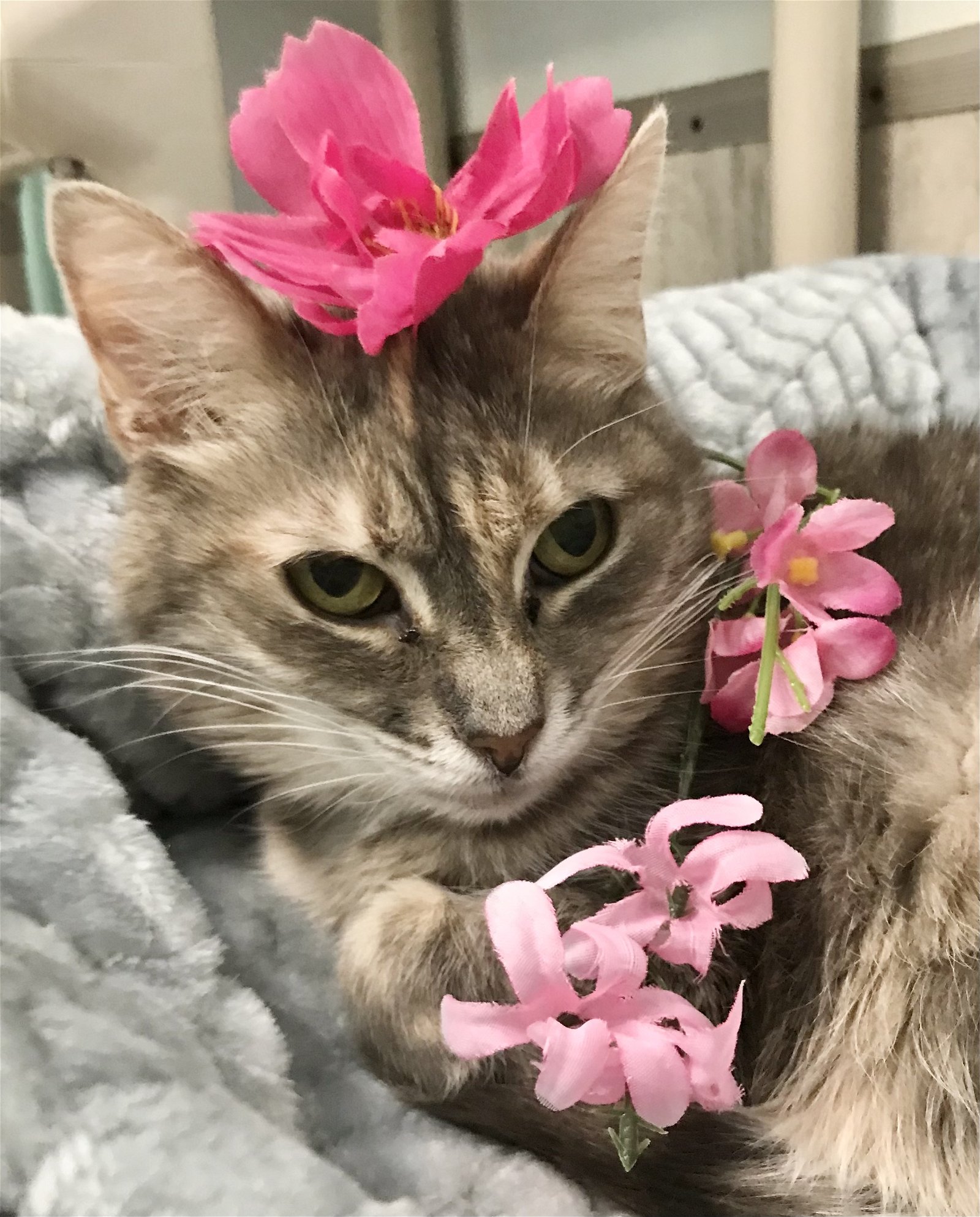 adoptable Cat in Dublin, OH named Lilith