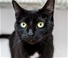 adoptable Cat in columbus, OH named Munch - KBC