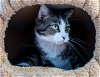 adoptable Cat in columbus, OH named Tabitha - KBC