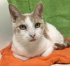 adoptable Cat in Dublin, OH named Amber